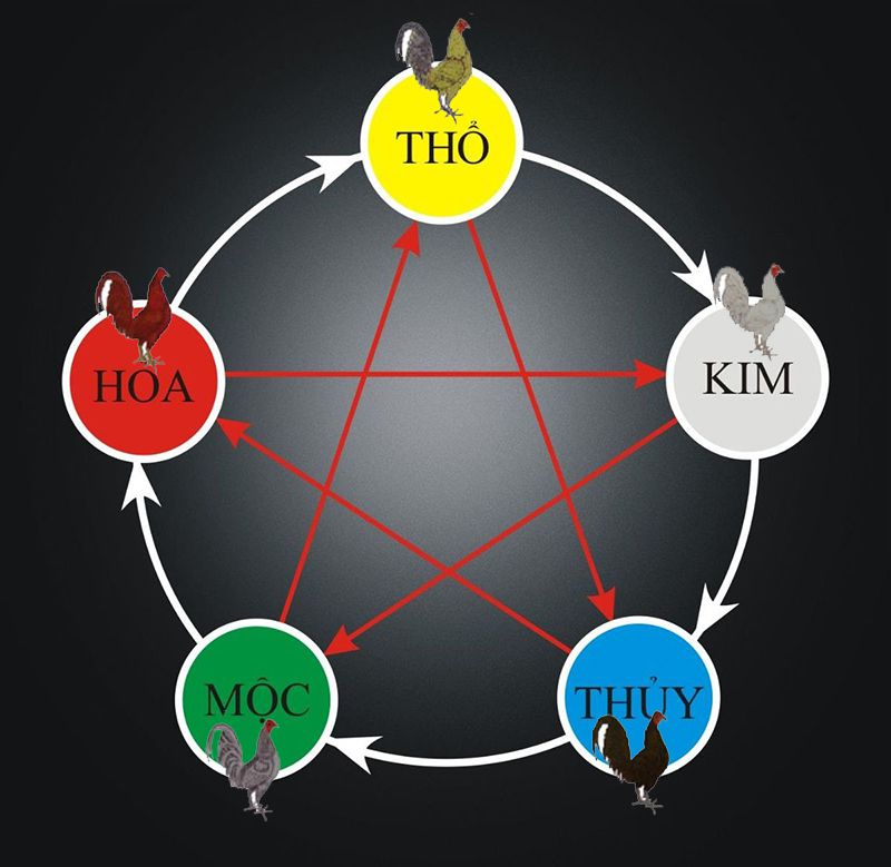 Cách xem màu mạng gà đá theo ngũ hành tương sinh – tương khắc
