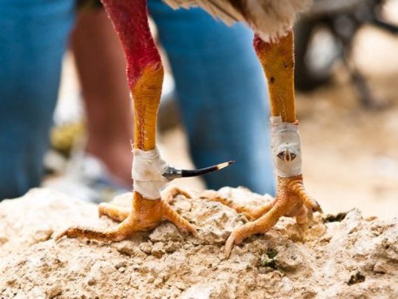 Đá gà cựa sắt Thomo là gì?