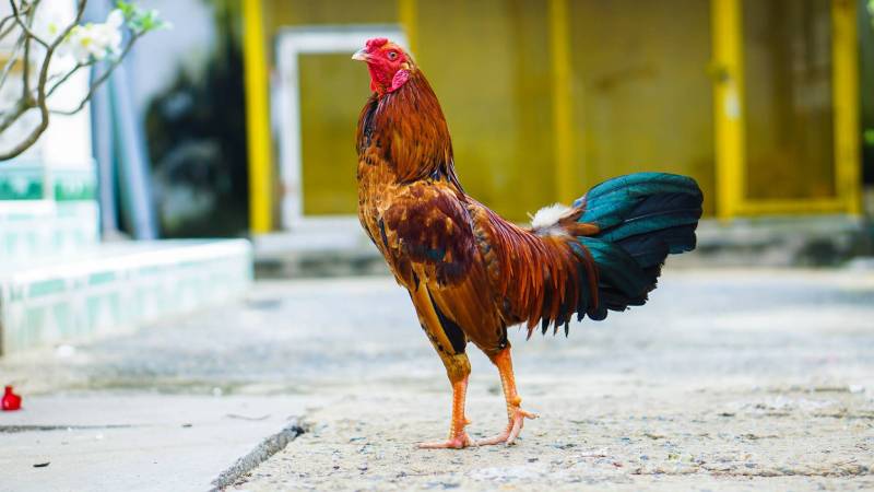 Phục hồi sau luyện tập cho gà đá