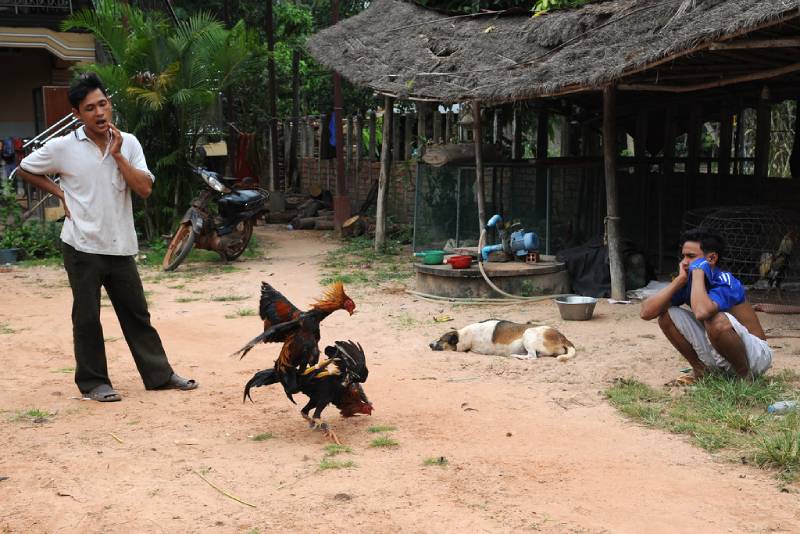 Sức hút và văn hóa đá gà Khmer
